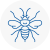 Abergavenny Hornet Nest Removals