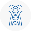 Abergavenny Wasp Nest Removal